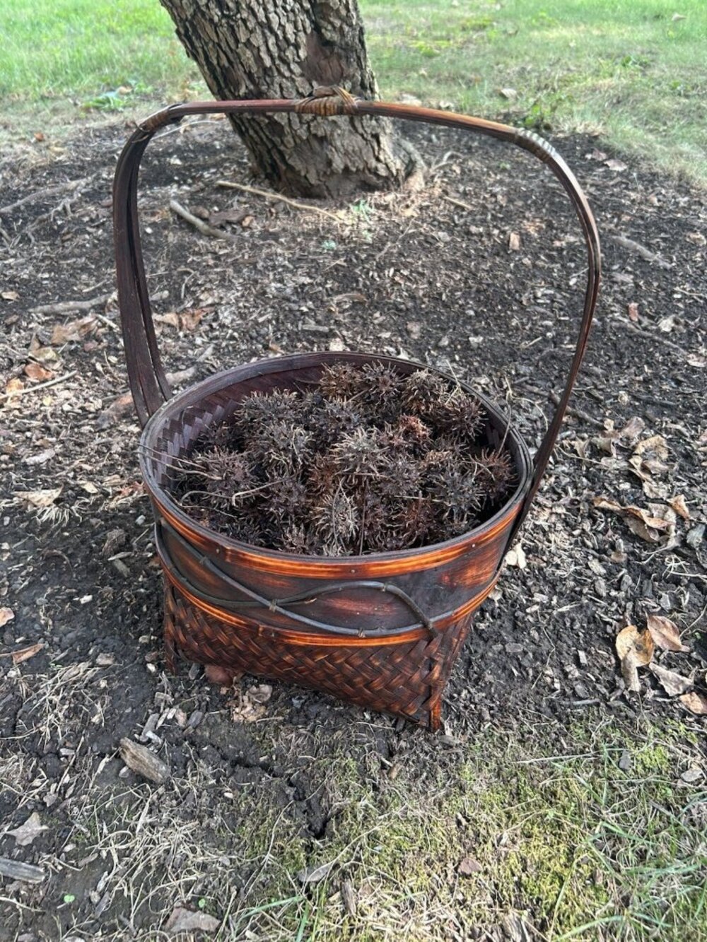150+ Brown 2lb Sweet Gum Balls Fallen From tree Witches Burrs Crafts Aquarium
